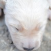 生まれたての子犬