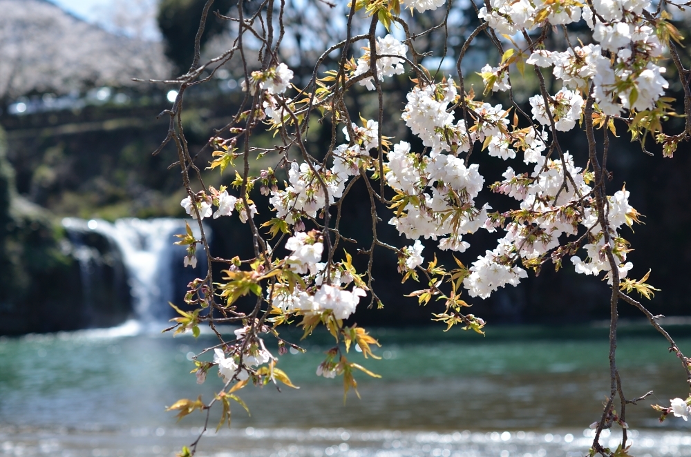 桜の向こう側