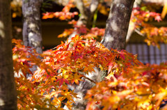 紅葉からのぞく別荘