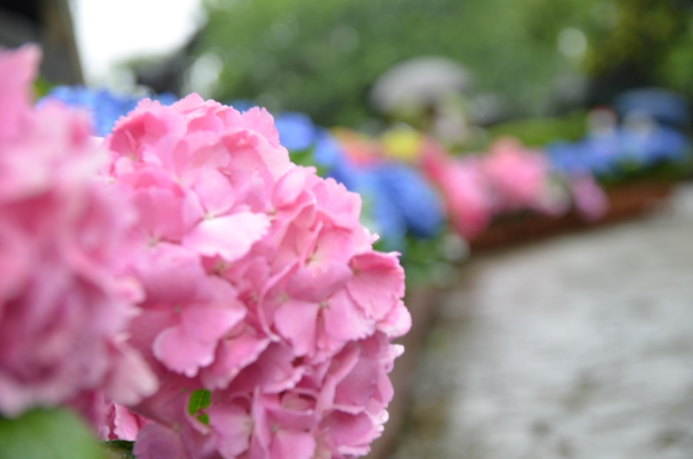 紫陽花
