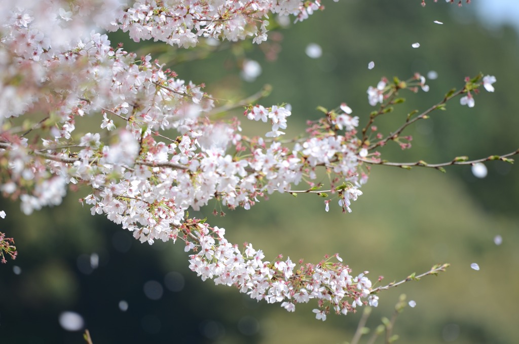 散りゆく桜