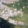 散りゆく桜