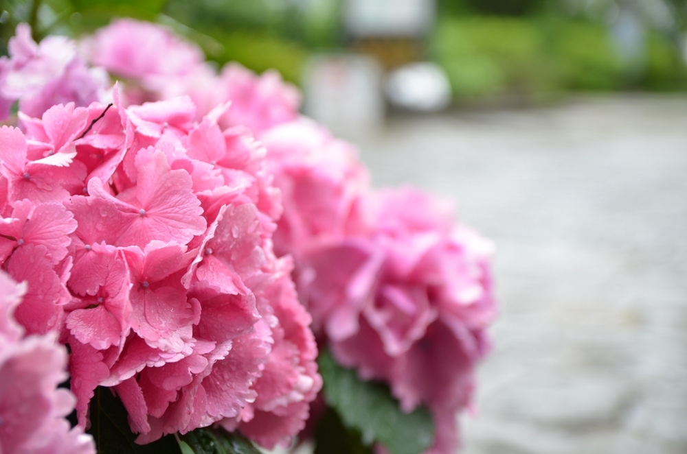 紫陽花　その③