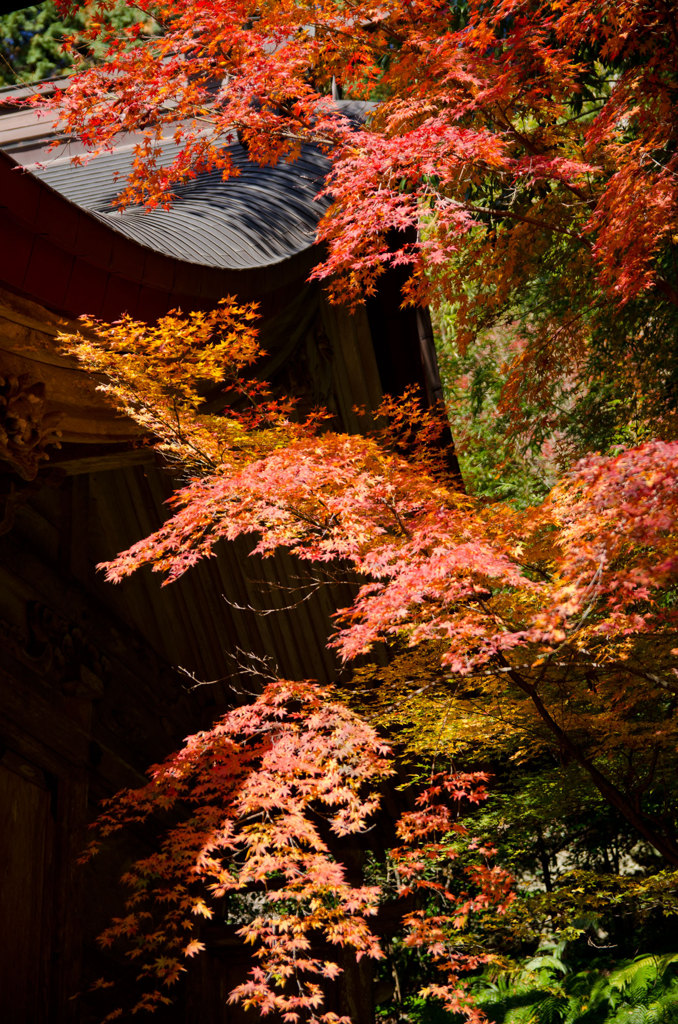 神社と紅葉