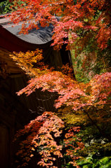 神社と紅葉