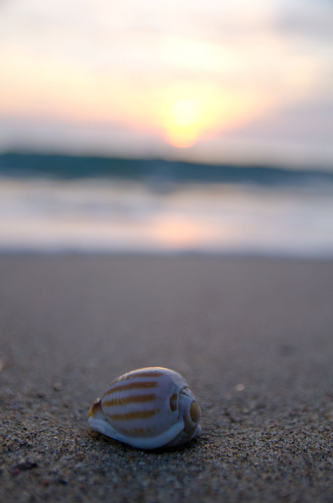 浜辺の落し物