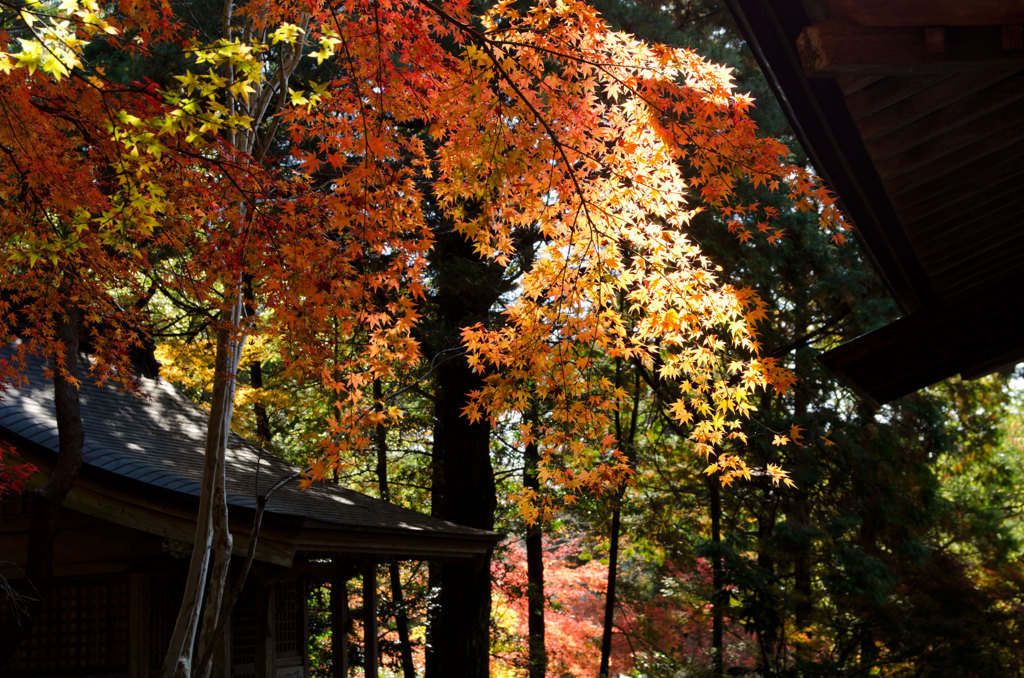 紅葉に差し込む光