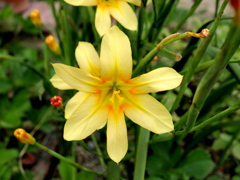 なんて花だろう？