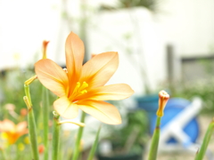 望遠２
