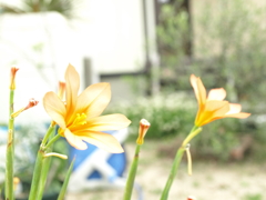 望遠