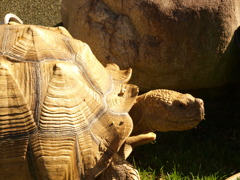 tortoise