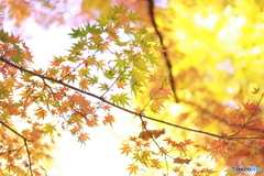 太田黒公園のもみじ