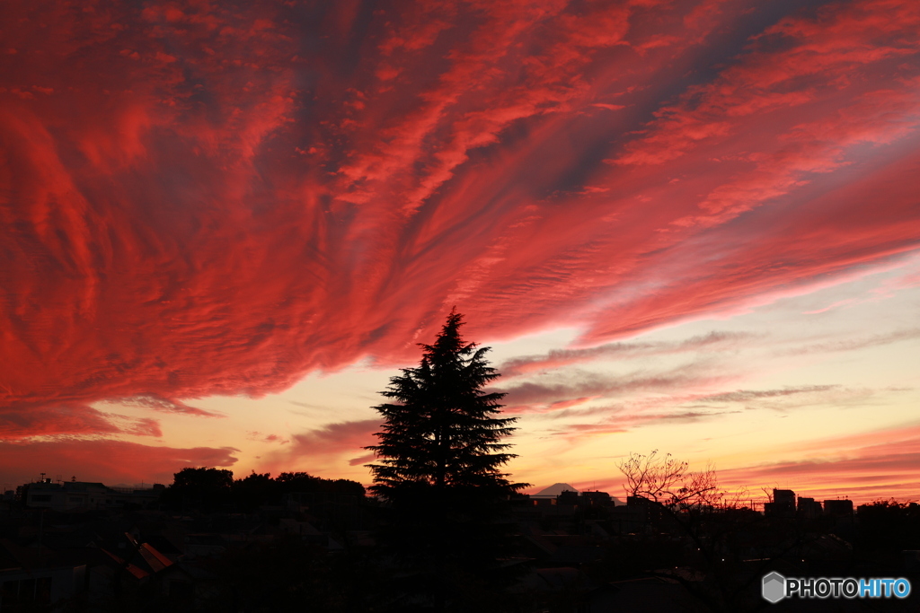 ヒマラヤスギと富士山（ちょっとだけ）