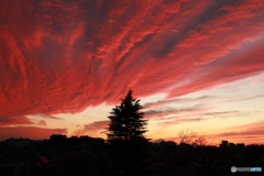 ヒマラヤスギと富士山（ちょっとだけ）