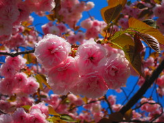 花ざかり