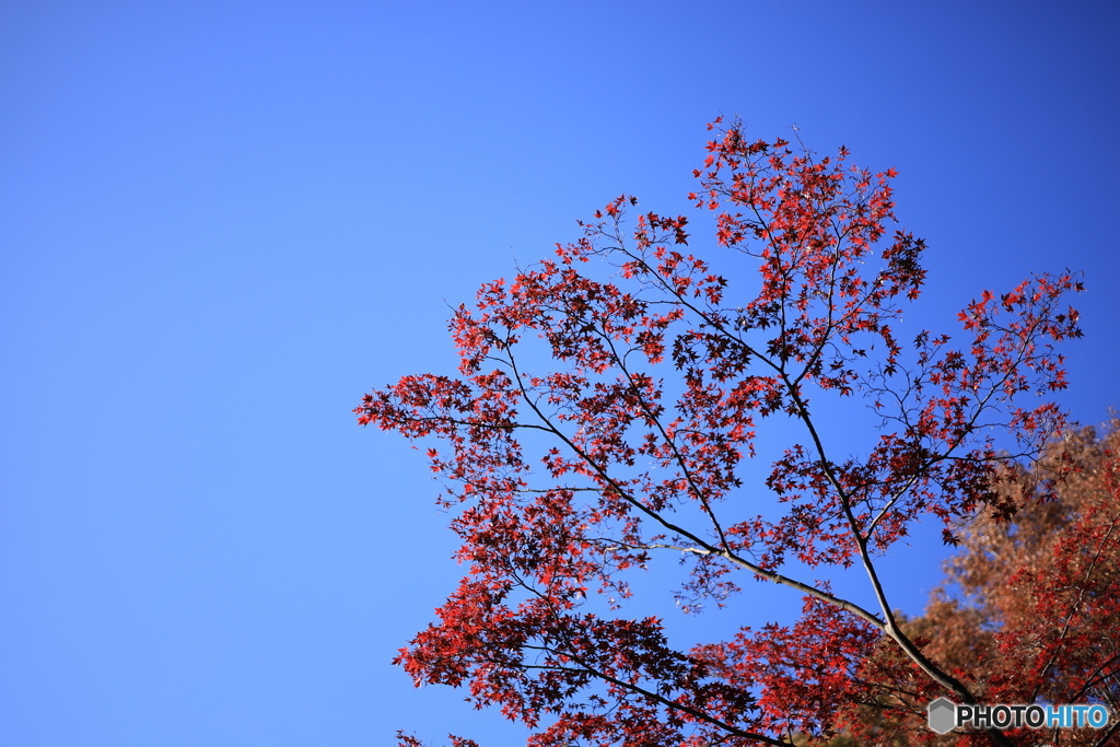 太田黒公園の紅葉