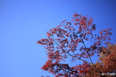 太田黒公園の紅葉