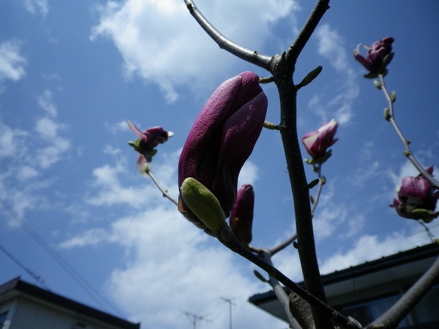 IMGP0018
