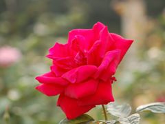 バラ園_033