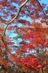 高尾山の紅葉_023