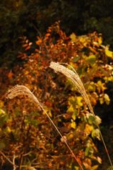 鳩の巣渓谷の紅葉_020
