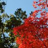 高尾山の紅葉_014