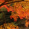鳩の巣渓谷の紅葉_011
