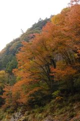 鳩の巣渓谷の紅葉_014