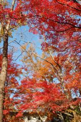高尾山の紅葉_021