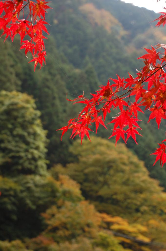 鳩の巣渓谷の紅葉_010