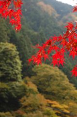 鳩の巣渓谷の紅葉_010
