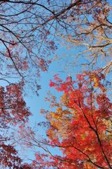 高尾山の紅葉_020