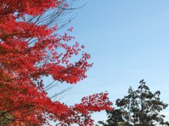 高尾山の紅葉_006