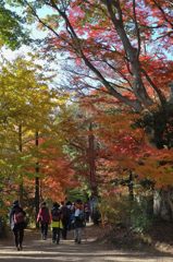 高尾山の紅葉_003