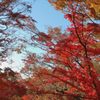 高尾山の紅葉_019