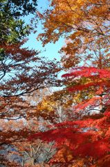 高尾山の紅葉_008