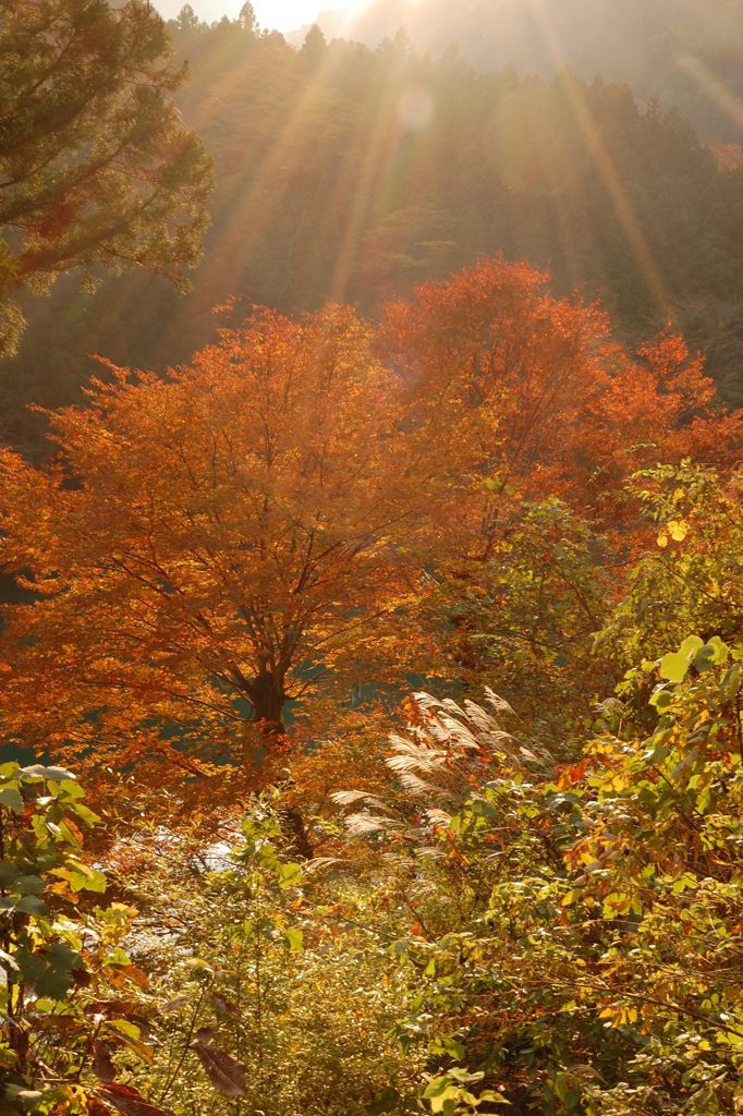 鳩の巣渓谷の紅葉_021