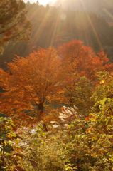 鳩の巣渓谷の紅葉_021