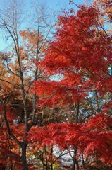 高尾山の紅葉_022