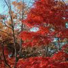 高尾山の紅葉_022