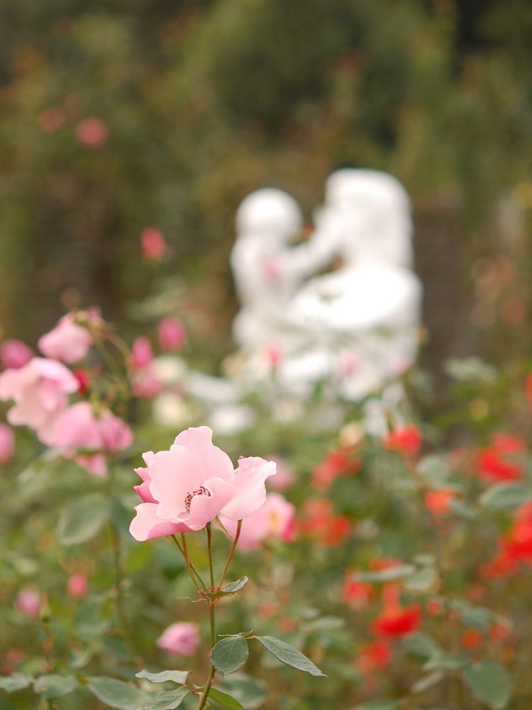 バラ園_009