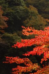 鳩の巣渓谷の紅葉_009