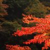 鳩の巣渓谷の紅葉_009
