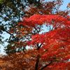 高尾山の紅葉_013