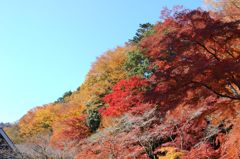高尾山の紅葉_001