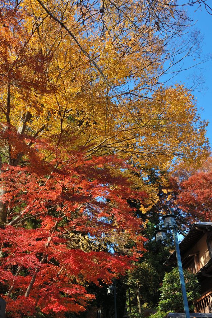 高尾山の紅葉_002