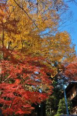 高尾山の紅葉_002