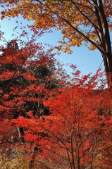 高尾山の紅葉_015