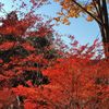 高尾山の紅葉_015