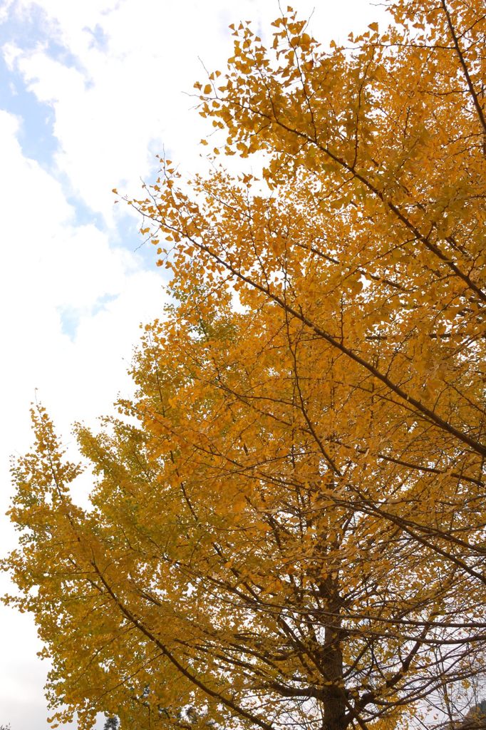 鳩の巣渓谷の紅葉_017